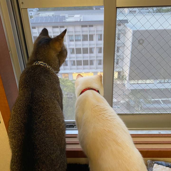 Dbc21872 21bc 4135 a0b5 12e926b9247f 1590144756664