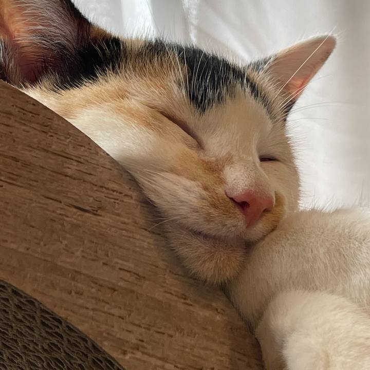 Dbc7e23d c816 45ff af9c 4e831aaa1c09 1665534862215