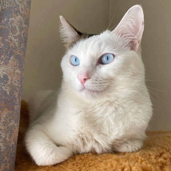 Dbcc22ab c777 4ae9 b6f0 1e23f866c9ba 1581732375924