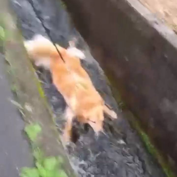 Dbd10271 0d65 472b a893 4a3435909f75 1595950709332