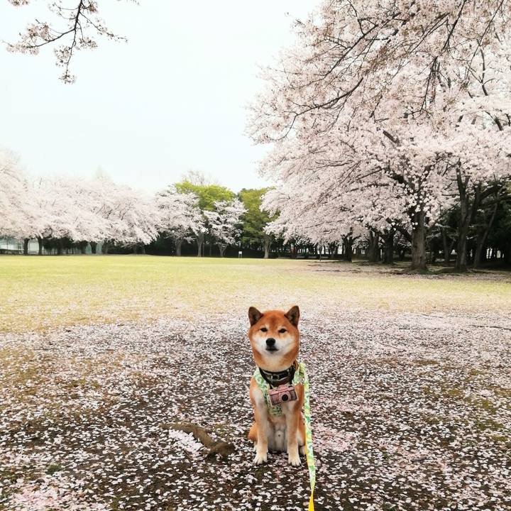 Dbd19b61 132e 40b8 8369 94f80c39b159 1617085663079