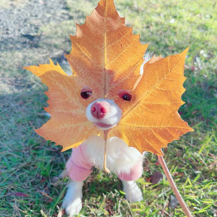 Dbd504fa 2317 4091 9911 dfbd86f611a8 1699943332901