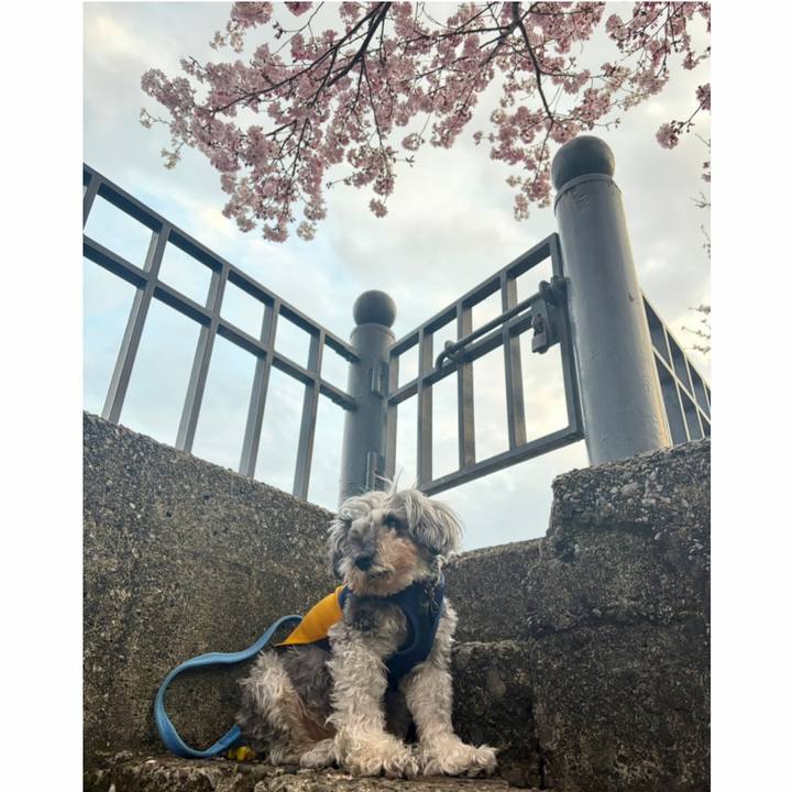 Dbd609c2 71d8 424c a2cf 1c35ef17a01b 1774696263657