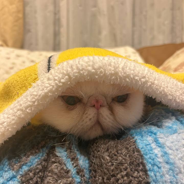 Dbdad41c 98c6 4230 a2cc 180e69c7fdc9 1732715472194