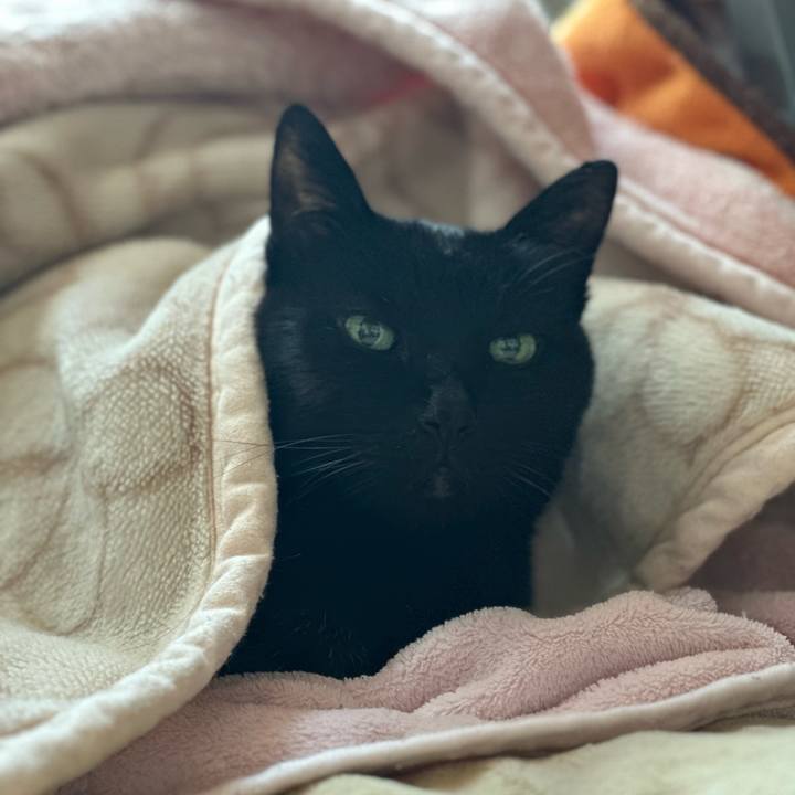 Dbe0f78c 9b5a 40d7 bec8 c136f52ecee5 1706923253548