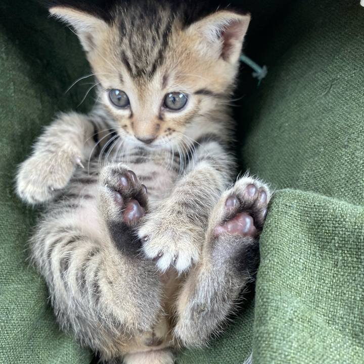 Dbe4a1e5 a373 41c1 b5f3 7c2e203cc5bb 1596429670601