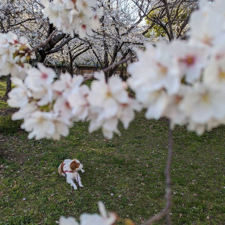 Dbee5877 de11 455d b3b9 724cf9436c8b 1680001674251