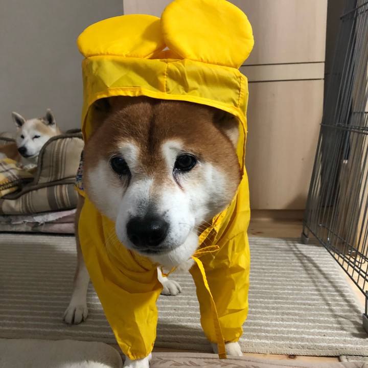 Dbf46fc9 067c 4344 8100 361b397f9d0e 1553141515419