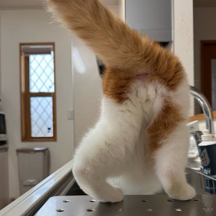 Dbf4fb76 b093 4d00 a117 bd5dfb02daec 1762396102204