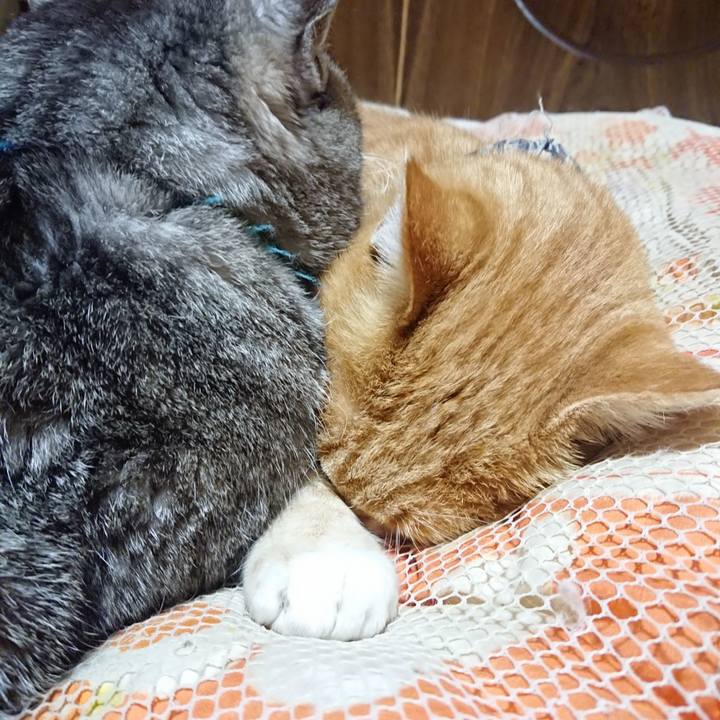 Dbf7fc32 b87a 4680 a2be d7758d4b97d8 1574252571612