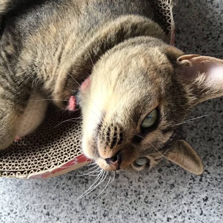 Dbfae879 4015 4815 a052 867264e3738d 1596786516519