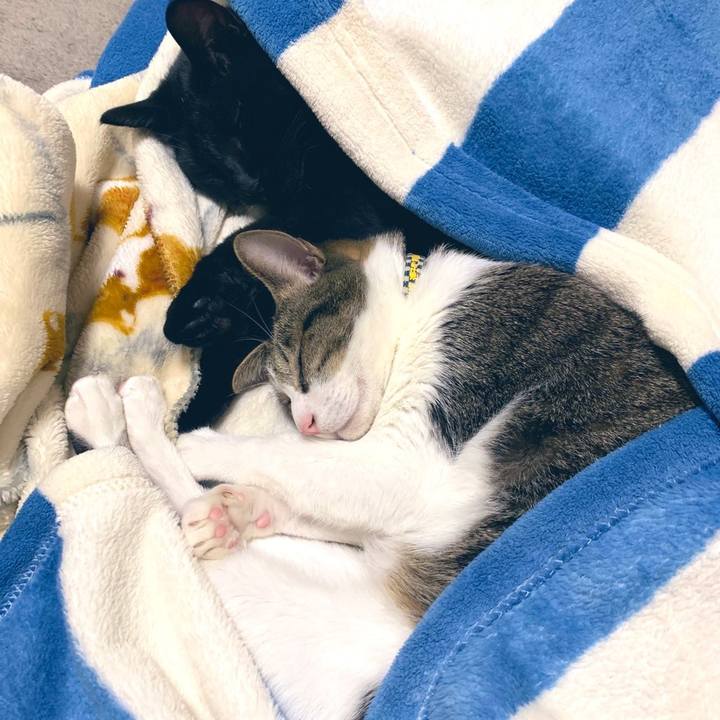 Dbfcaa43 82e7 4394 8e44 0bb40017ba5c 1574159215680