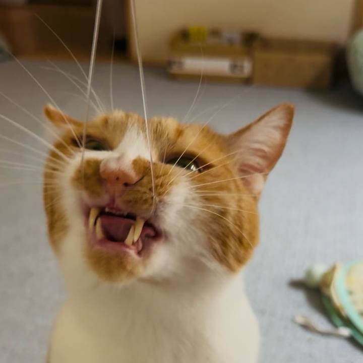 Dc0606b5 1367 428d b976 334b21730234 1761358345352