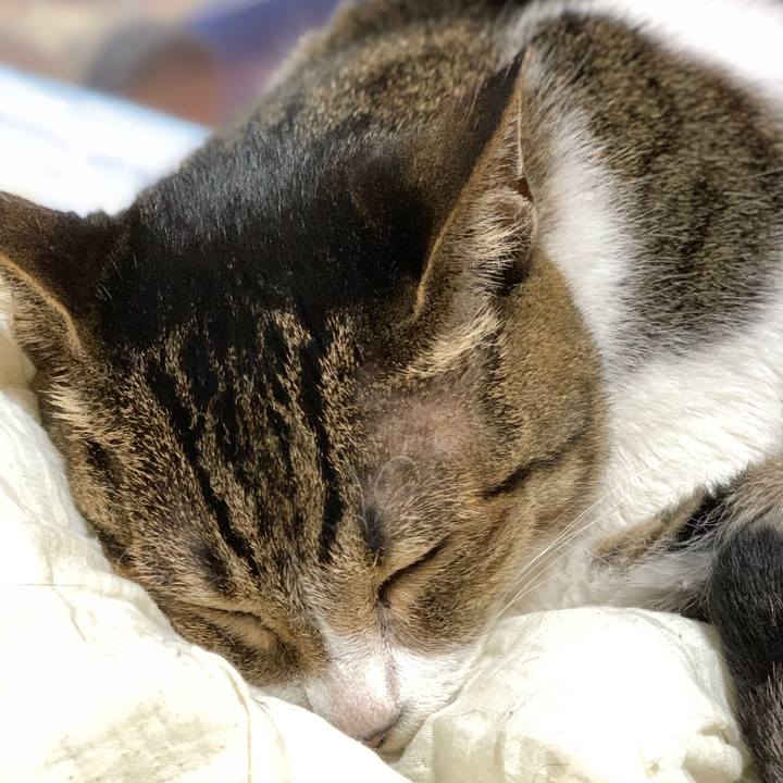 Dc093a6b da24 4b9a 8fde a8d54e1e4cd8 1598835773484