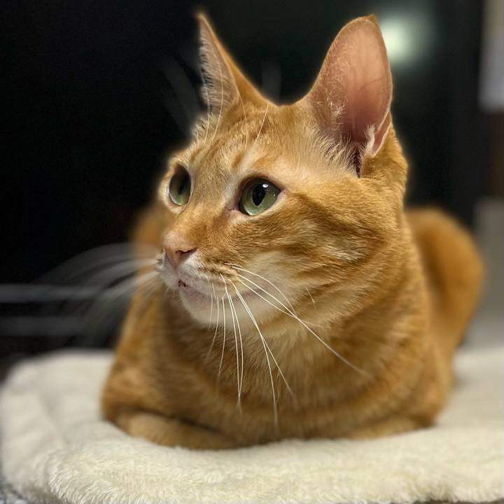 Dc0fa80b a299 4510 858c d80005ad9906 1640823149261