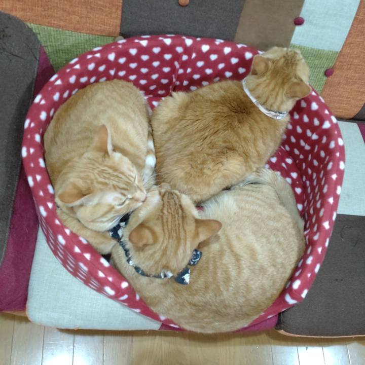 Dc0fc80d 8033 46c2 ae44 0d8d552cb4c1 1667290856967