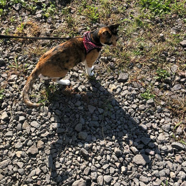 Dc11bea9 d5c3 4bfa 9a3a 46ad1a42a473 1539475424835