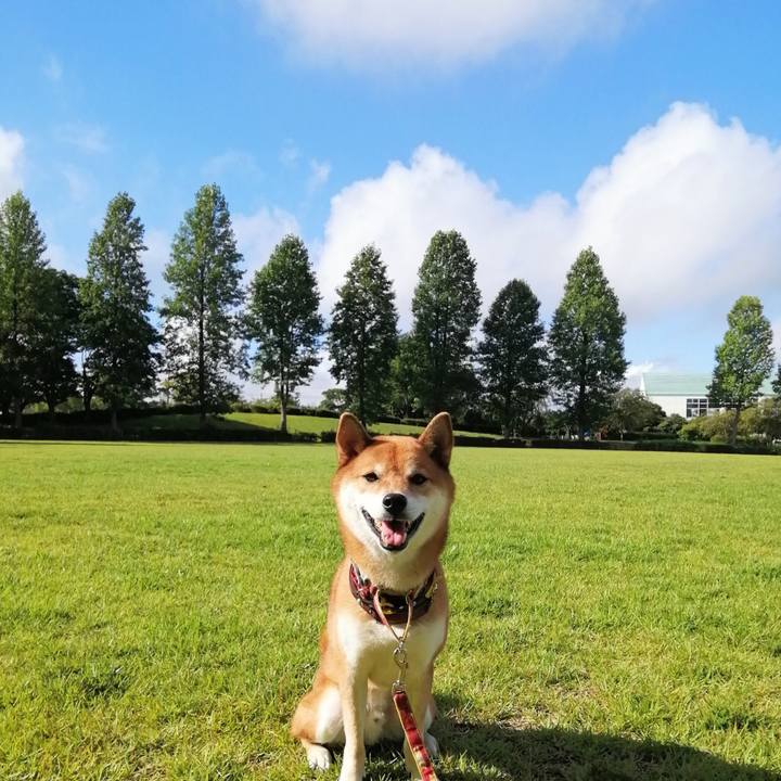 Dc12630d 90ed 41e3 a08f c2416452c095 1598484157622