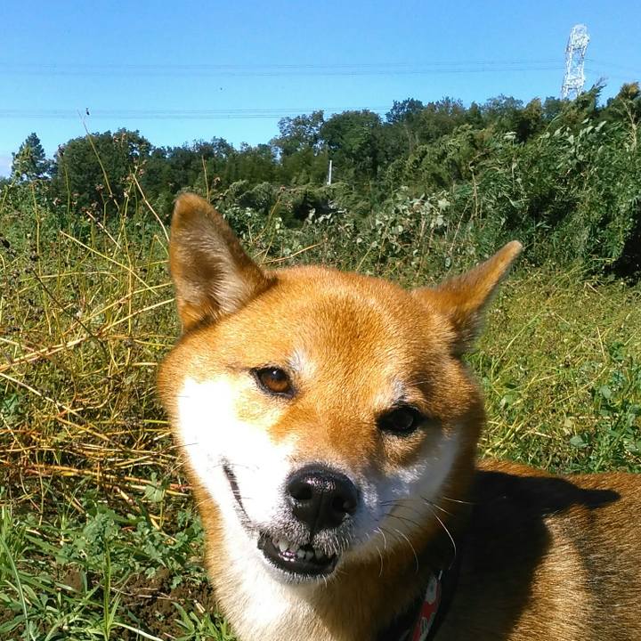 Dc12d44c 19ce 4379 9652 93d8dc271e22 1508732193940