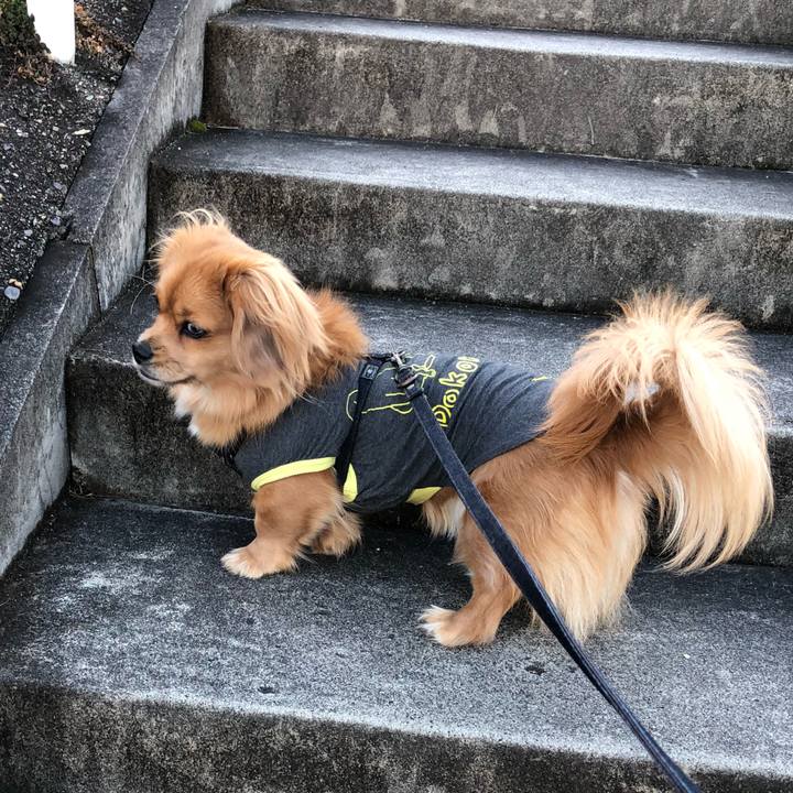 Dc17a160 18e6 4383 94b4 d7d25820f53e 1514941048725