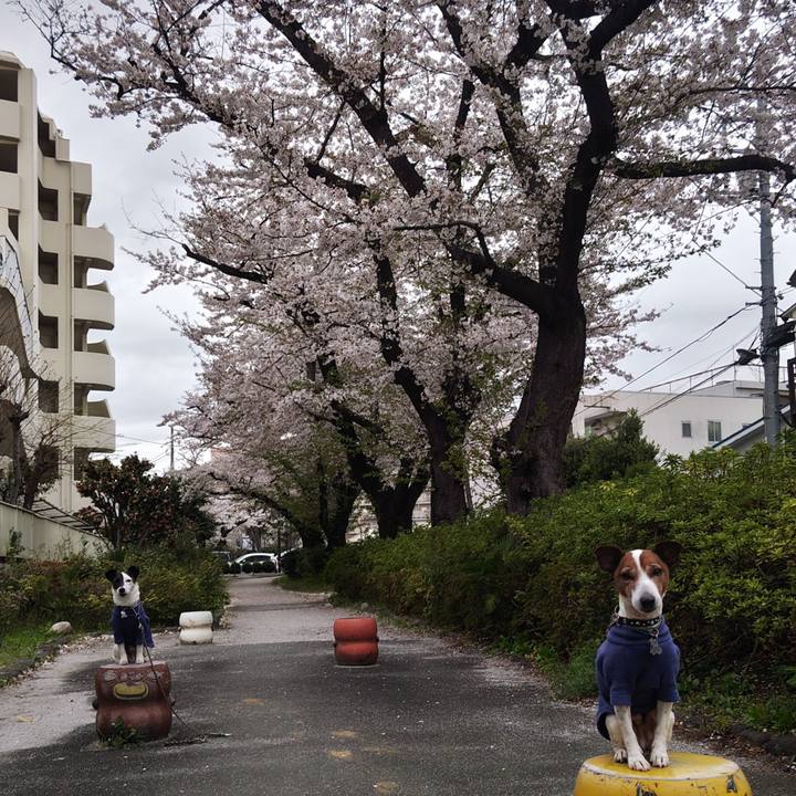 Dc19b512 5eb9 4f46 b571 6614e7fcb33f 1743975994339