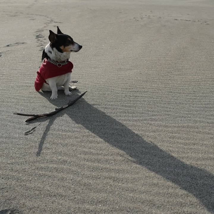 Dc1a9b0b f2d6 4fea b79b 21fce2b4df0c 1520397126575