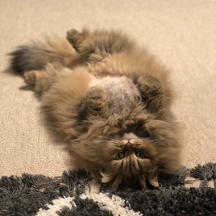 Dc1dbcf6 b83d 47b9 95a6 bd71ae341086 1582550925106