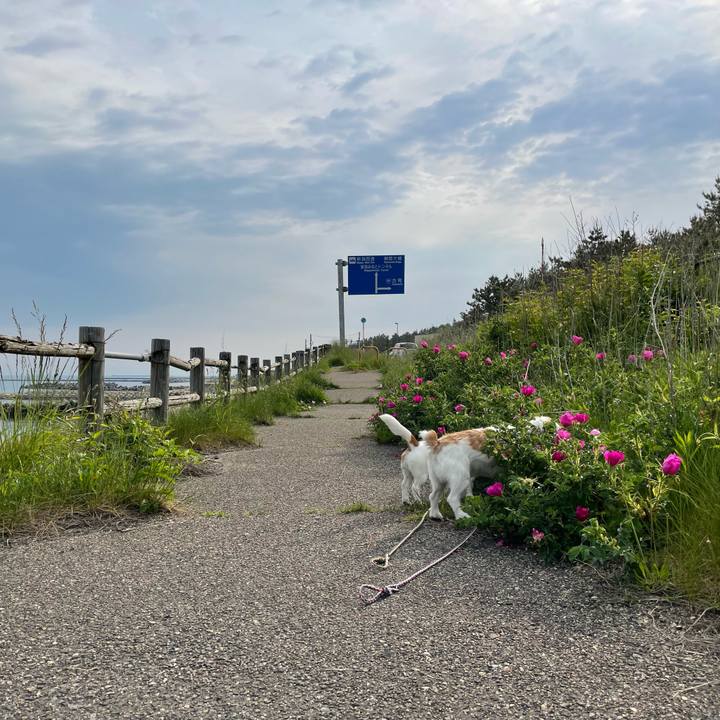 Dc2088a7 b29d 42bb 8d8d f5f9244856ce 1653089215501