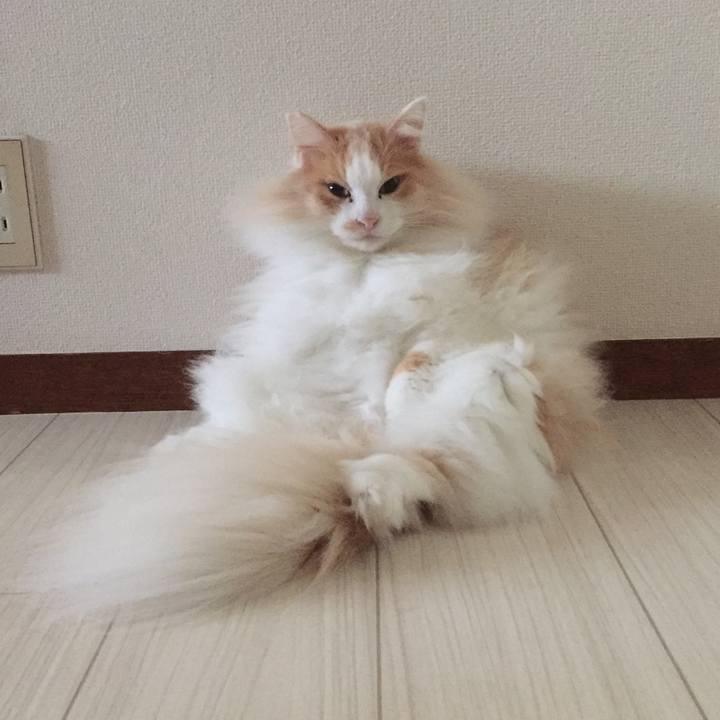 Dc2a8d16 e9cf 405a 9e12 7b1f5685aca9 1543959721718