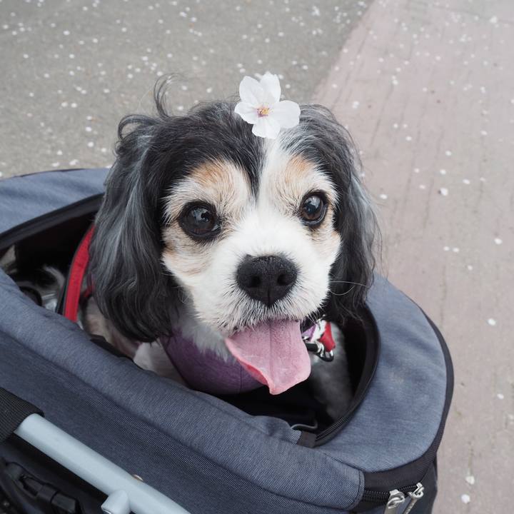 Dc2b505b 0f98 4dab 8e1f 703325ed1b51 1585362053760