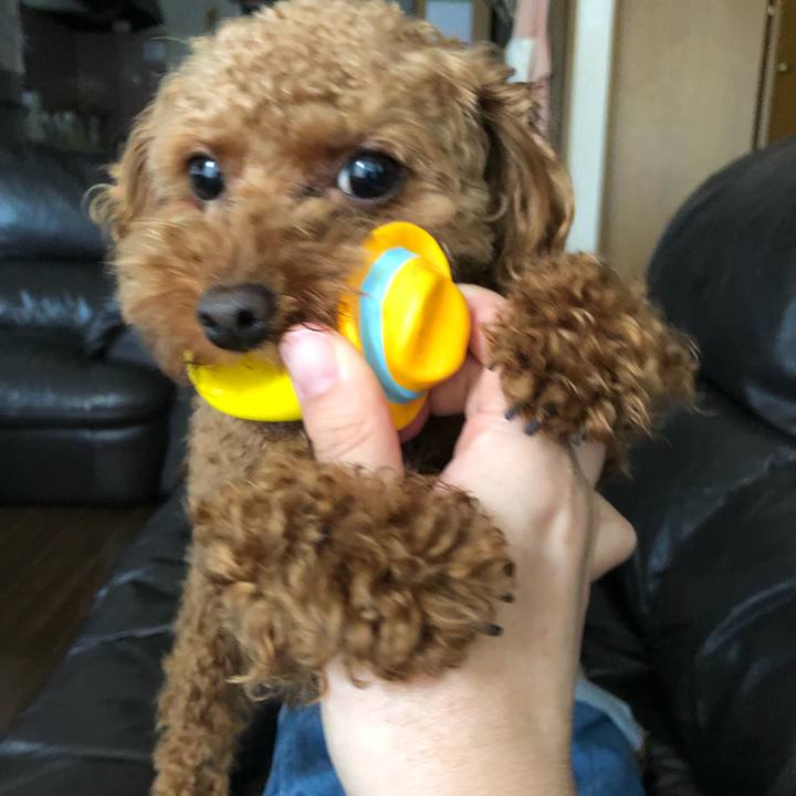 Dc2dbdb4 3e94 47ca a2d4 fd947b64463b 1526089489207