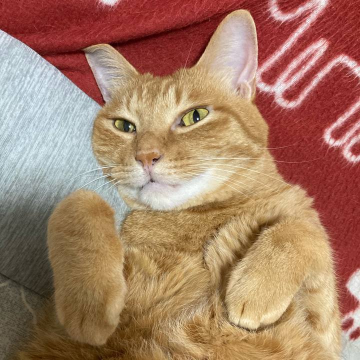 Dc30b697 7320 4556 80df f4f5e123f53a 1763557457125