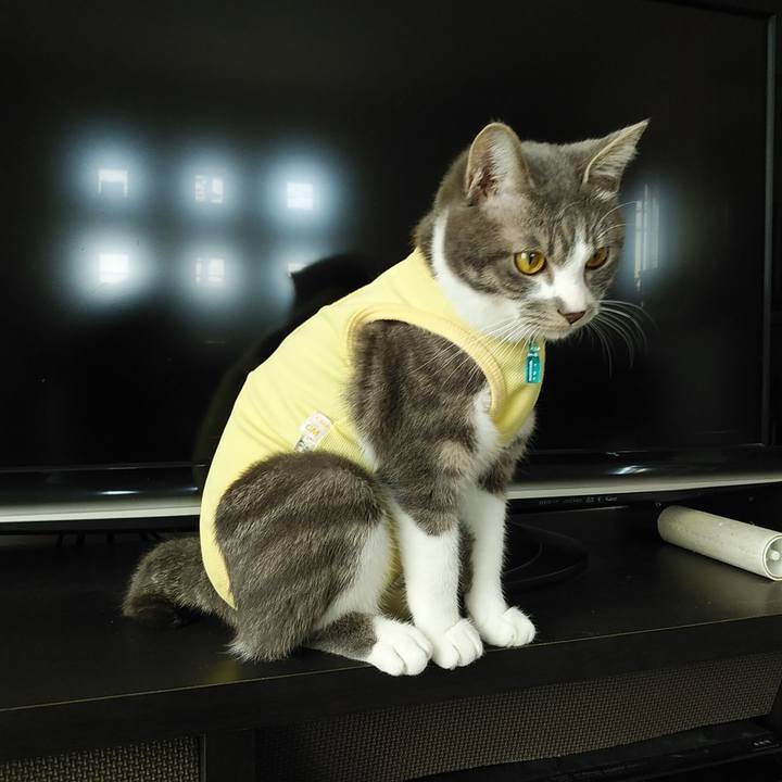 Dc333546 bb7d 4c5a a8df ff1b65df5076 1585185429756