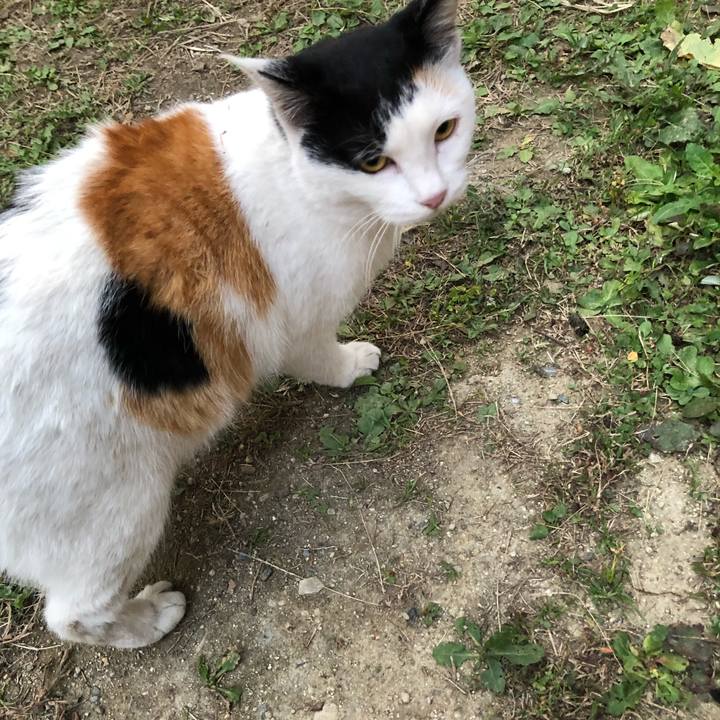 Dc34cf15 0b41 4d61 9483 8078d7f2d3b9 1604960514766