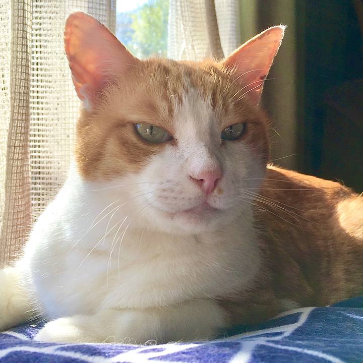 Dc350cd9 9344 42c2 84bb 86cfff0434bf 1585206439444