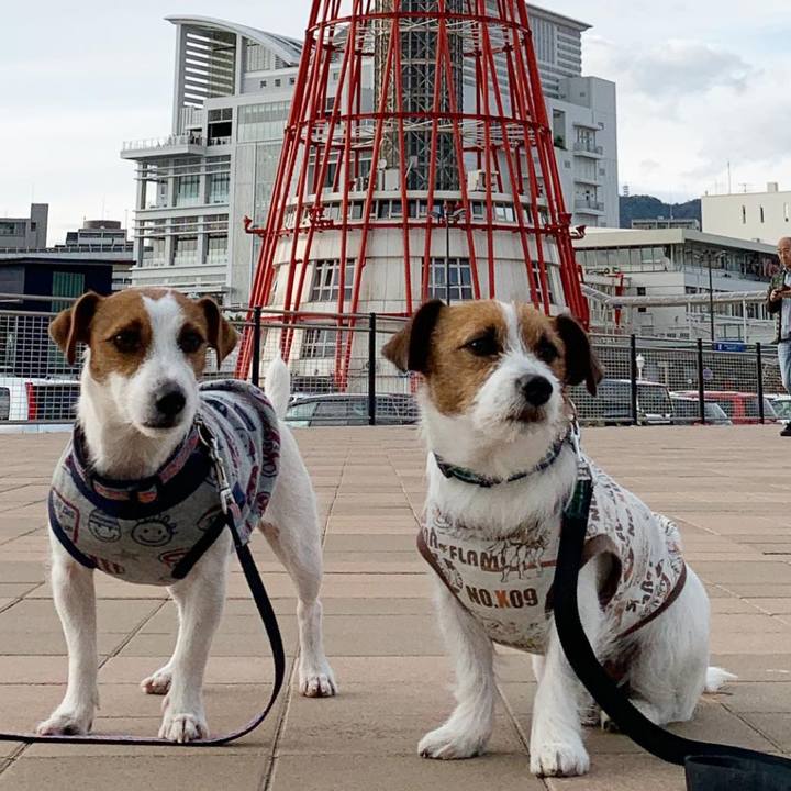 Dc36029e db69 4f7c 84c3 8558105fa80f 1544353528822