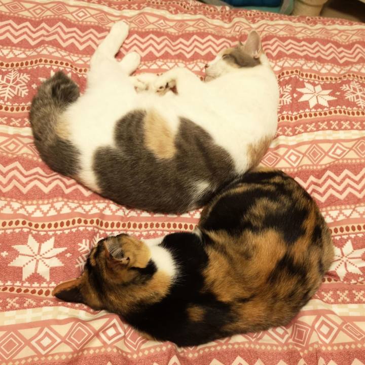 Dc3ad6b4 9a46 4048 b902 103540aee680 1606140386943