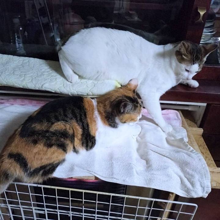 Dc3c7404 097a 40f7 86c4 ae81d79e44a9 1731501835902