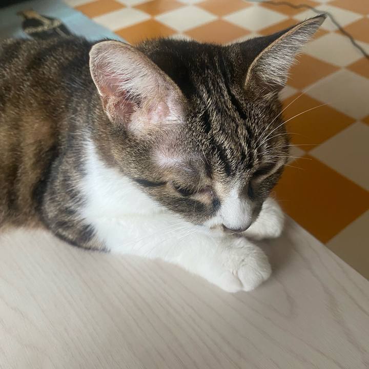 Dc3cc3d4 149b 4481 88de 5da2ad9693c8 1725294615098