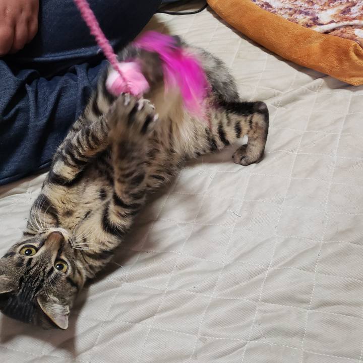 Dc481c38 2142 4905 aad0 17e7a5da2128 1543541945409