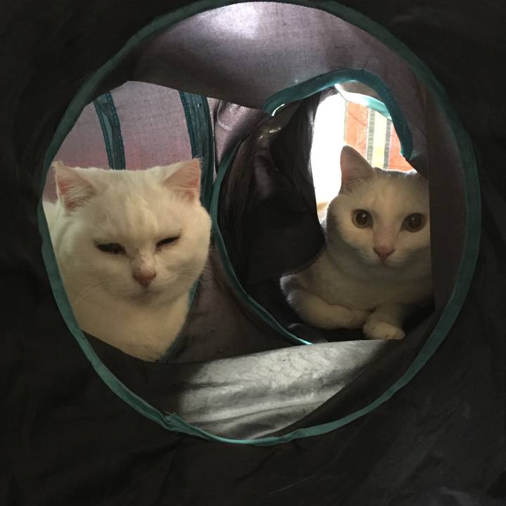 Dc48f81b b527 4a38 9050 8be771e0d07a 1513949720494