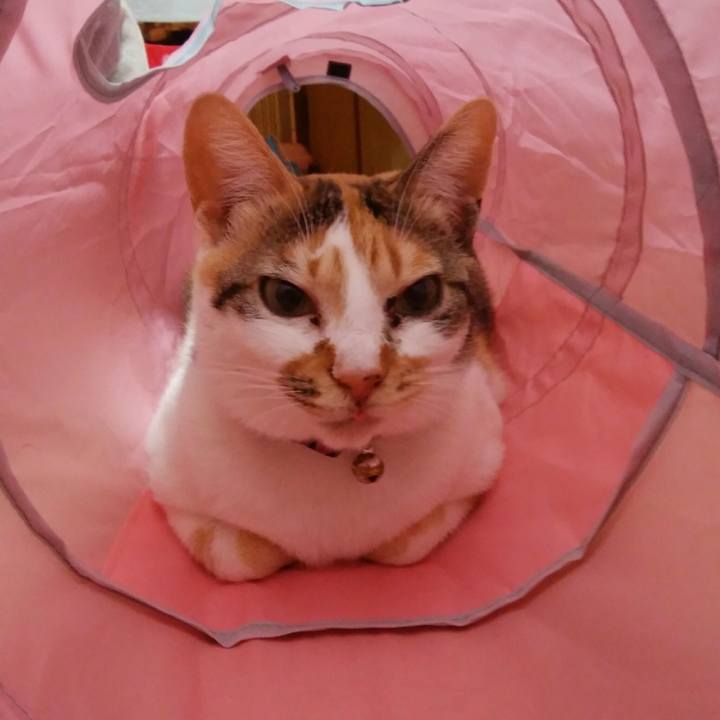 Dc49fa16 72f5 47da 9b47 c0fdf88b3bb1 1519295468455