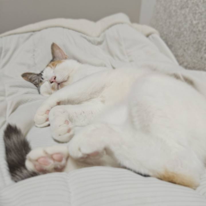 Dc50a762 526d 41f7 8f30 fc32326fee70 1752793790624