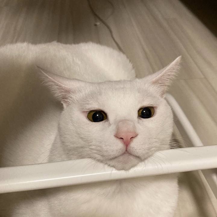 Dc52ee0f 5f7b 466a a407 cfa5b6b98e56 1691337007611