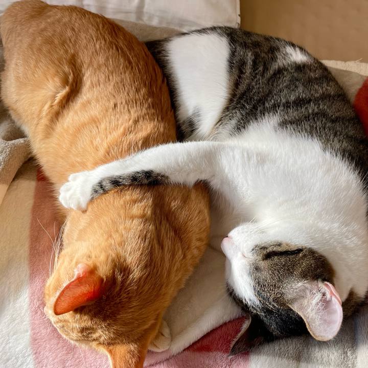 Dc5688dc de15 43fd 9720 7e86bf485dad 1764397414934