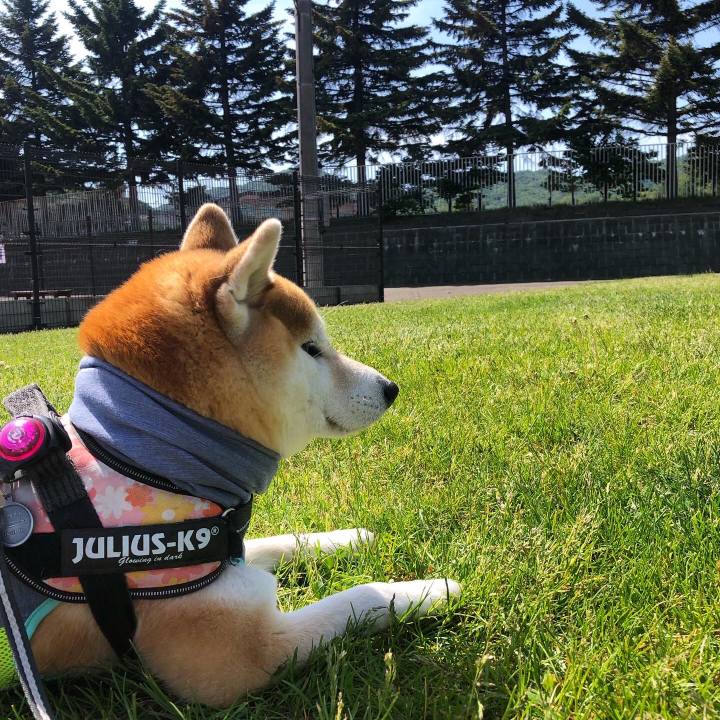 Dc585543 771b 4020 9c69 e215968388bb 1591238070456