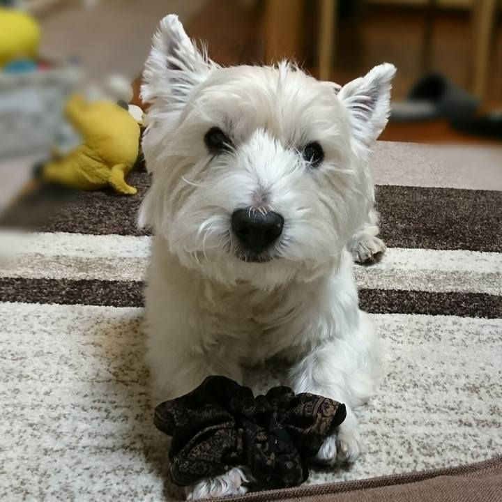 Dc58c8aa cedc 4c3e a2b5 2eb37dec2e22 1513894790899