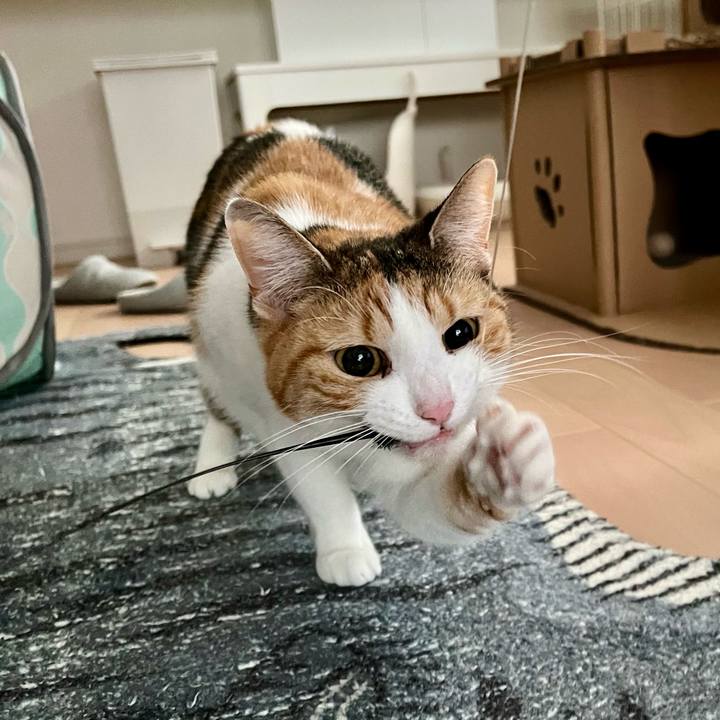 Dc58d0aa 819e 4529 a3af 4201fffec138 1766632917556