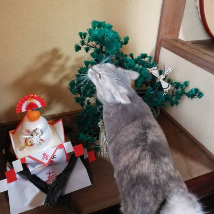 Dc5a2c1c b294 4010 a9ce f948e6c174c4 1546235506866