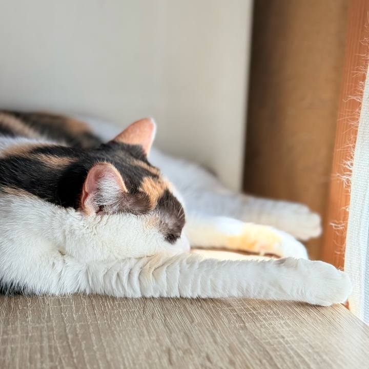 Dc5d8451 b707 4a1e b45d 9f1f030592cf 1762051403166